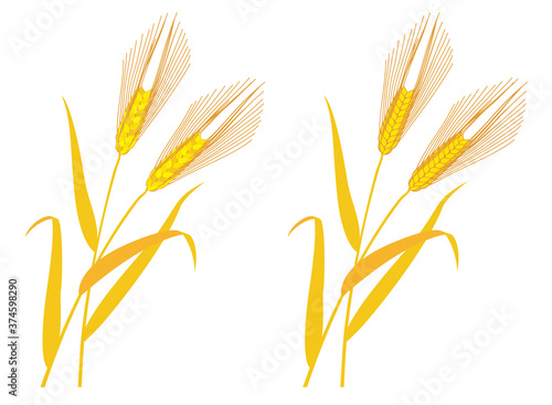 Six-rowed barley against white background