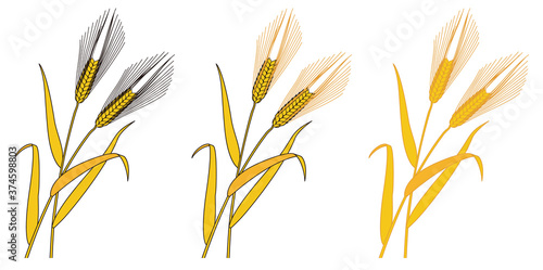 Six-rowed barley against white background