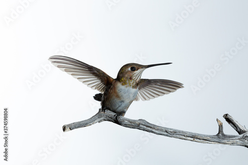 An immature male Rufous hummingbird lands on a small twig with wings spread wide and body leaning to the right 