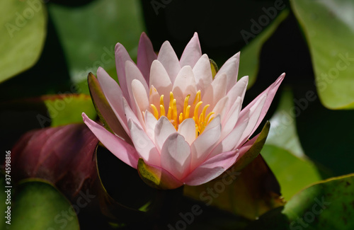 A beautiful pink water lily in sunlight and shadows.