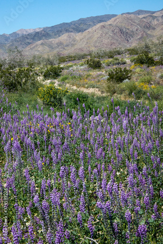 Lupine field superbloom in Joshua Tree National Park during the Spring of 2019