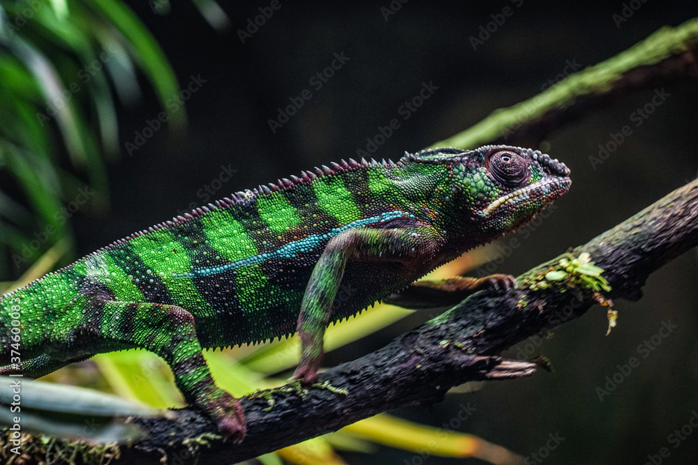 ジャングルに潜むチチュウカイカメレオン Stock Photo Adobe Stock