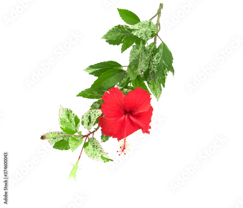Red hibiscus flowers and green leaves isolated on white background.