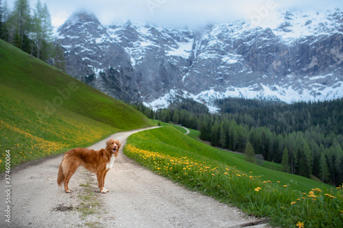 dog in the mountains. Nova Scotia Duck Tolling Retriever on nature