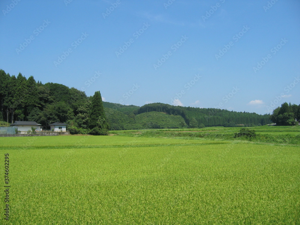 Fototapeta premium 夏の田んぼ7