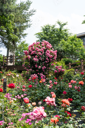Rose garden landscape with wooden stairs © cherrydonut