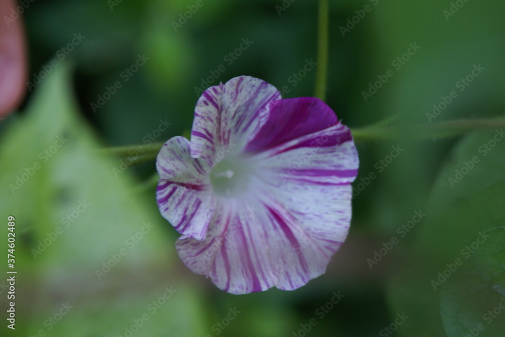 Fototapeta premium close up of a pink flower
