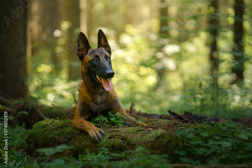 dog in the forest. Malinois in nature. wood Landscape with a pet