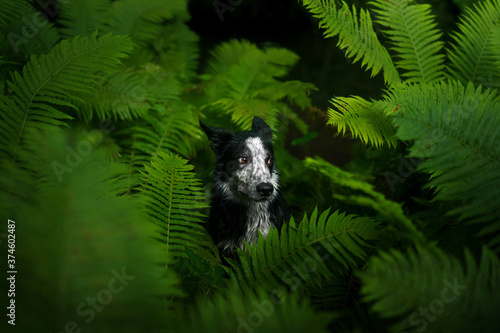 funny freckled dog in the fern. black and white border collie in the forest. Tropics wood. 