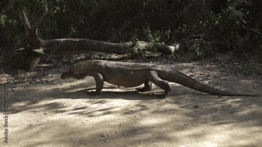 Komodo dragon. national park indonesia. flores. labuan bajo. huge lizard walks through the jungle. lost world of dinosaur. jurassic park. High quality FullHD footage Komodo dragon. national park indonesia. flores. labuan bajo. huge lizard walks through the jungle. lost world of dinosaur. jurassic park. High quality FullHD footage
