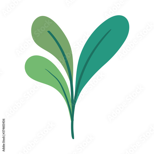 Isolated leaves design of Natural floral nature and plant theme Vector illustration