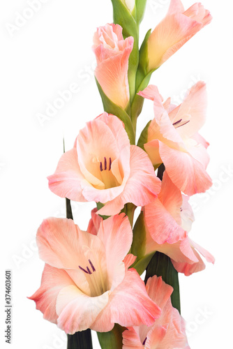 Close-up of a flower on a stem of beautiful gladioli on a white background 