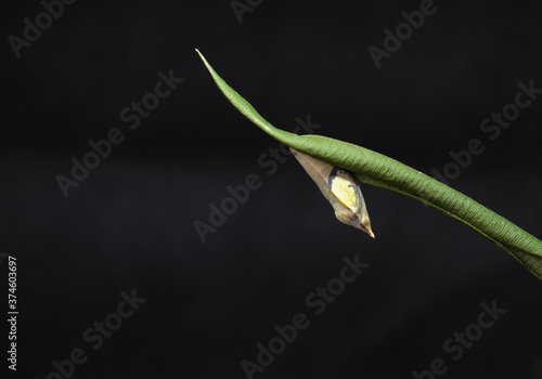 common emigrant butterfly pupa ,emerging out, wings and eyes ultra macro © prasanth