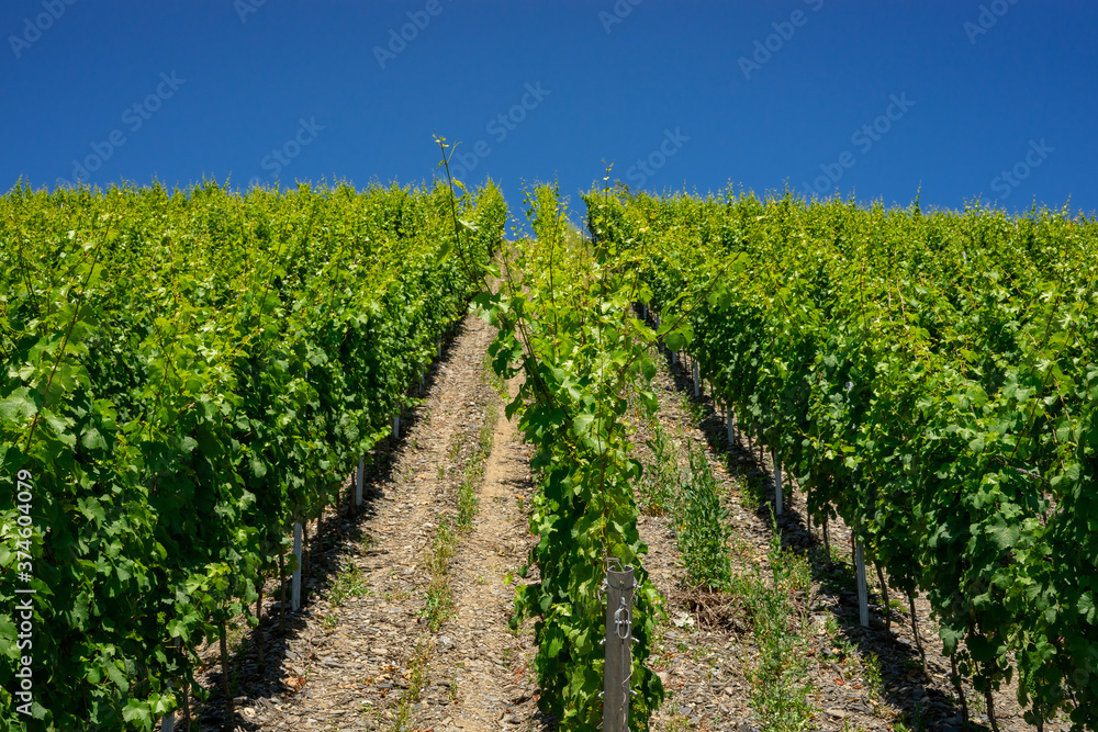 Horizontal shot of central european vineyard, long lines
