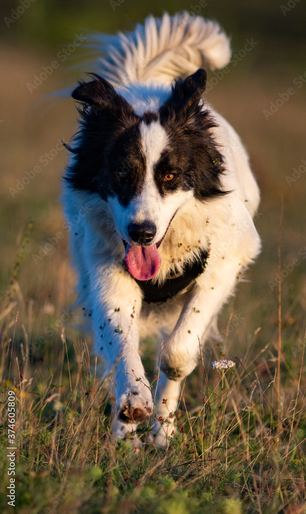 happy white shepherd dog running