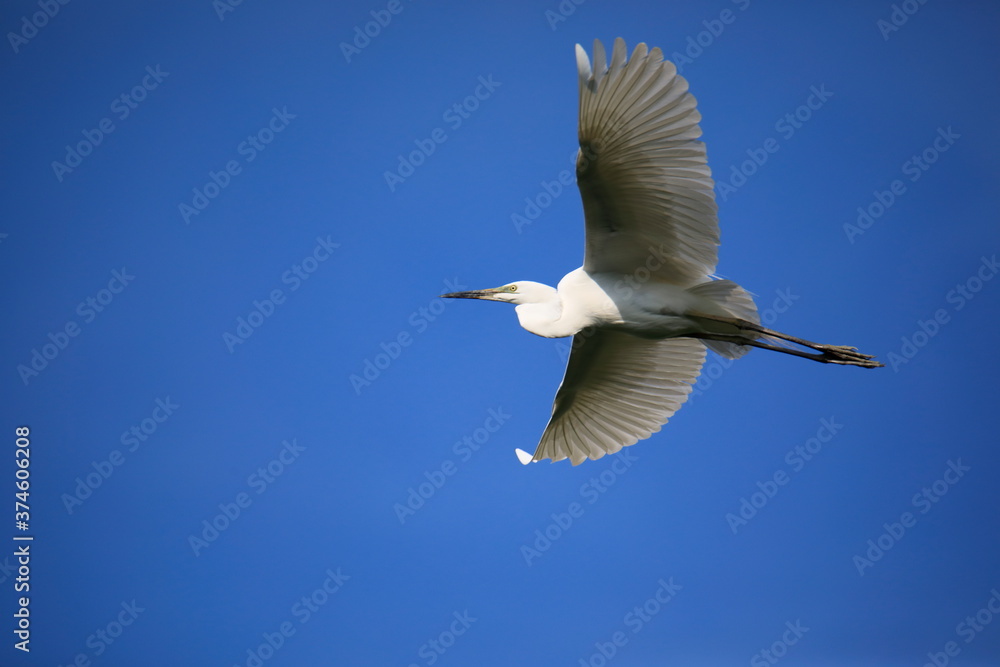 Obraz premium 중대백로가 보이는 아름다운 풍경