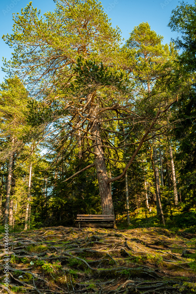 Autumn in The Forest Autumn in The Forest