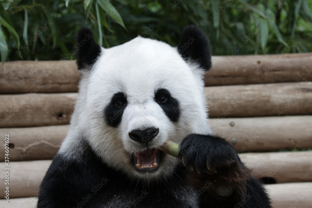 Fototapeta premium Fluffy female Panda Eating Bamboo Shoot, Thailand