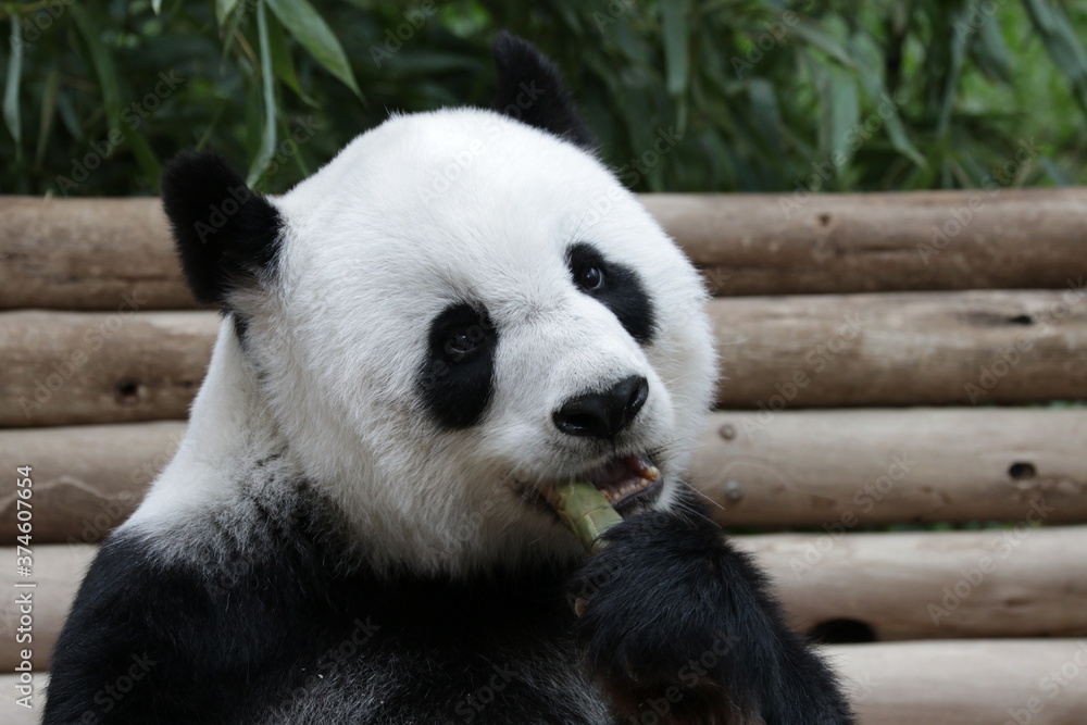 Fluffy female Panda Eating Bamboo Shoot, Thailand