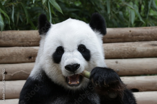 Fluffy female Panda Eating Bamboo Shoot  Thailand