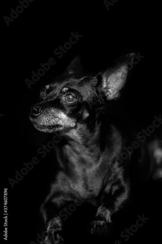 retrato de chihuahua color negro