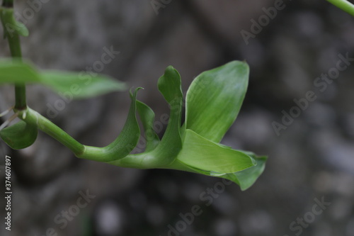 Wallpaper Mural close up of a Budding Green Leaves Torontodigital.ca
