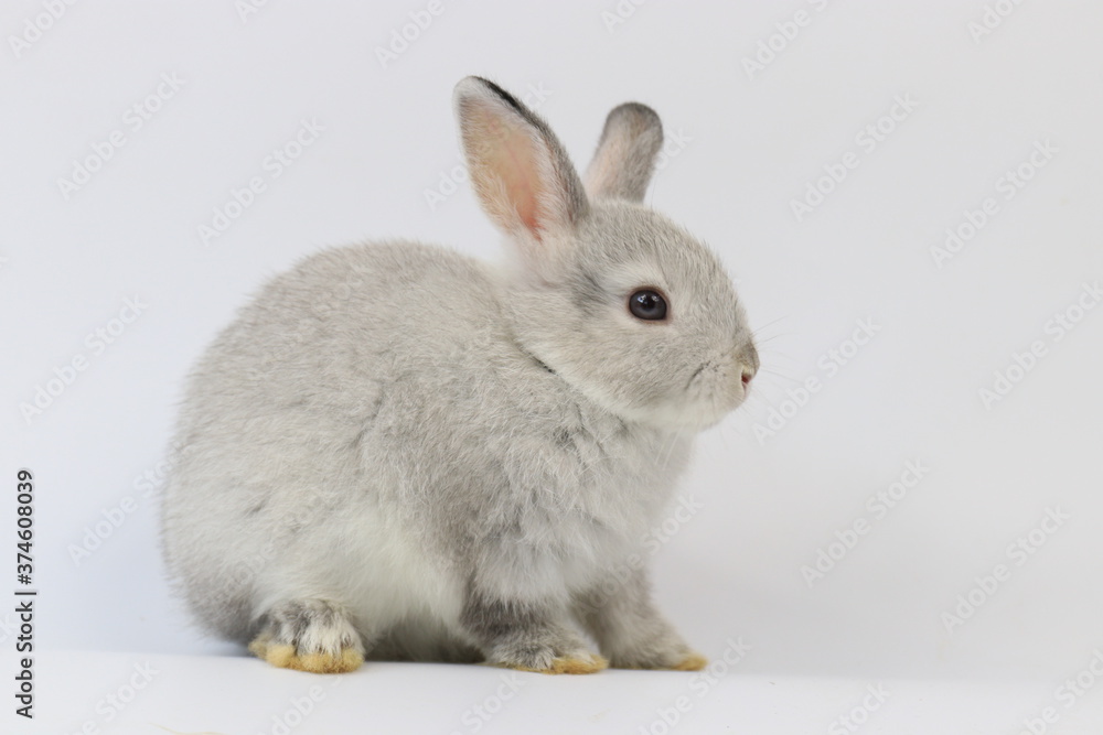 Cute Grey Bunny Rabbit on White Background