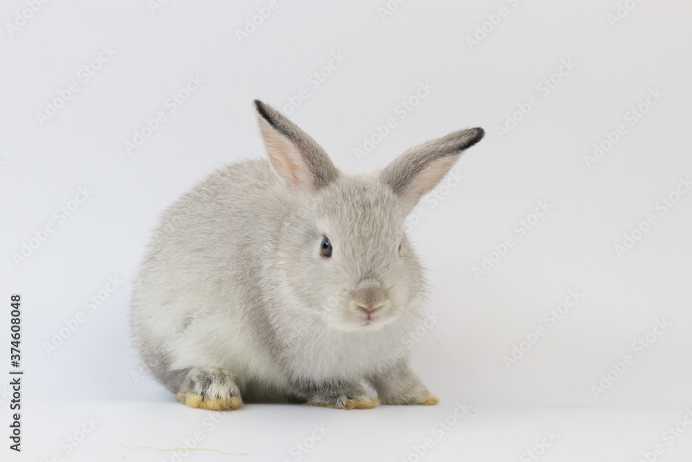 Cute Grey Bunny Rabbit on White Background