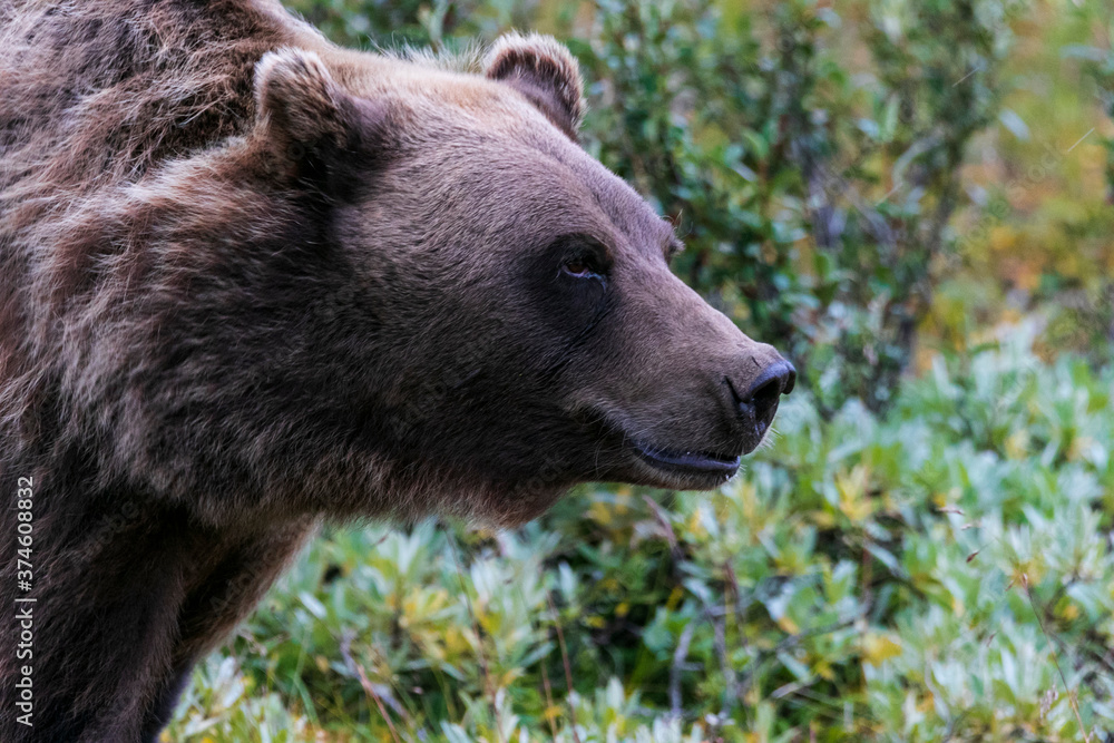 Grizzly bear facial profile