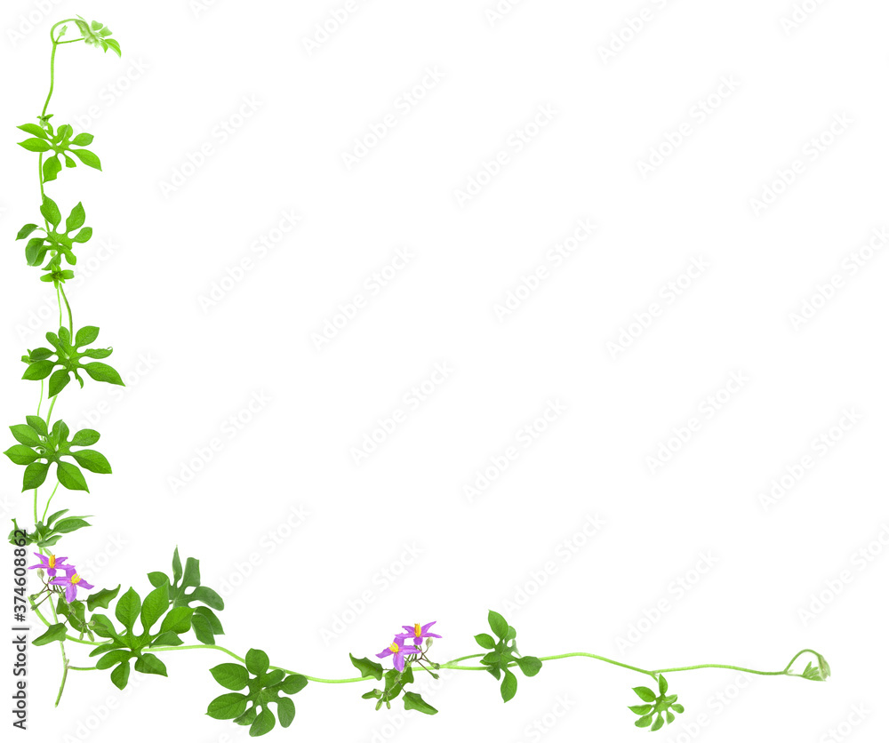 green ivy to do background image.