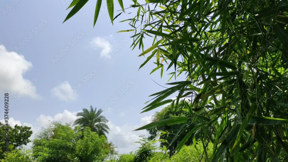 palm trees and blue sky with cloud and green leafs of tree on right side with selective focus, located in india-gujarat palm trees and blue sky with cloud and green leafs of tree on right side with selective focus, located in india-gujarat
