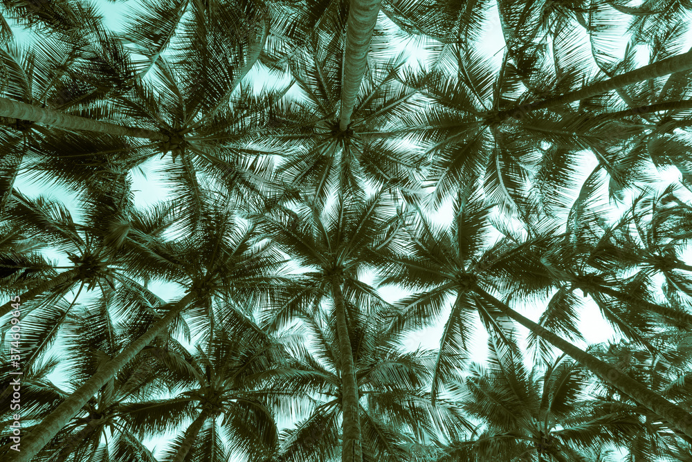 Obraz premium Coconut palm tree leaves background with sky from bottom view. Tropical summer holiday or pattern from nature environmental for your creative design concept - Monochrome tone.