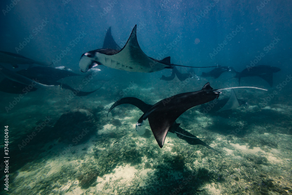 Fototapeta premium Manta ray Point. Nusa Penida. Flores. tropical paradise. Labuan Bajo. underwater photo, blue lagoons, coral reefs. a group of stingrays swims underwater. Wild animal world. blue water