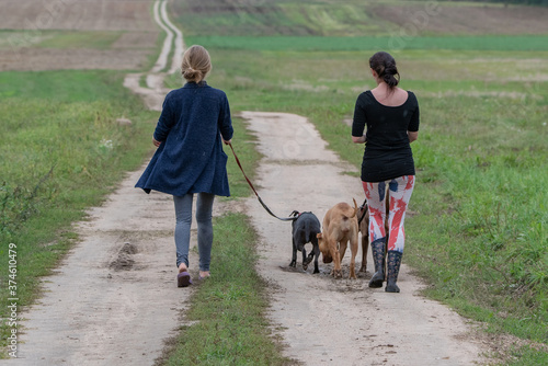 Tablou canvas Two girls are walking along a field road with American Pit Bull Terriers