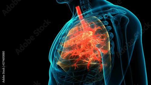 Human Respiratory System Lungs Anatomy Animation Concept photo