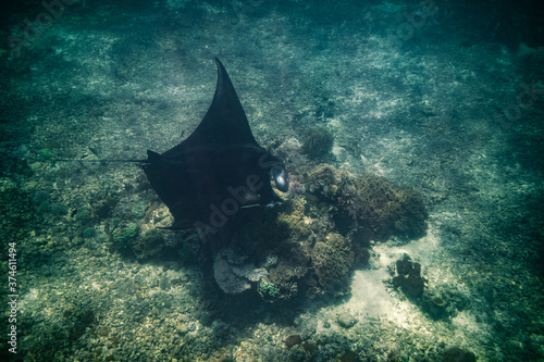 Manta ray Point. Nusa Penida. Flores. tropical paradise. Labuan Bajo. underwater photo, blue lagoons, coral reefs. a group of stingrays swims underwater. Wild animal world. blue water