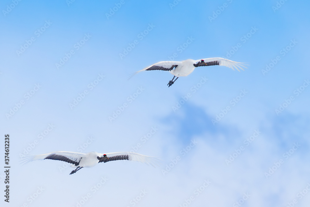 Obraz premium 北海道 道東 釧路 タンチョウ