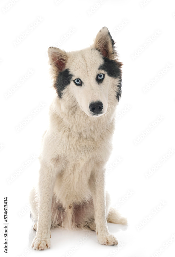 Yakutian Laika in studio Yakutian Laika in studio