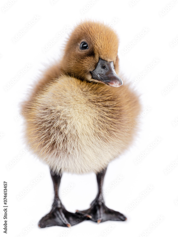 Little brown duckling on a white background, khaki Campbell. Little brown duckling on a white background, khaki Campbell.