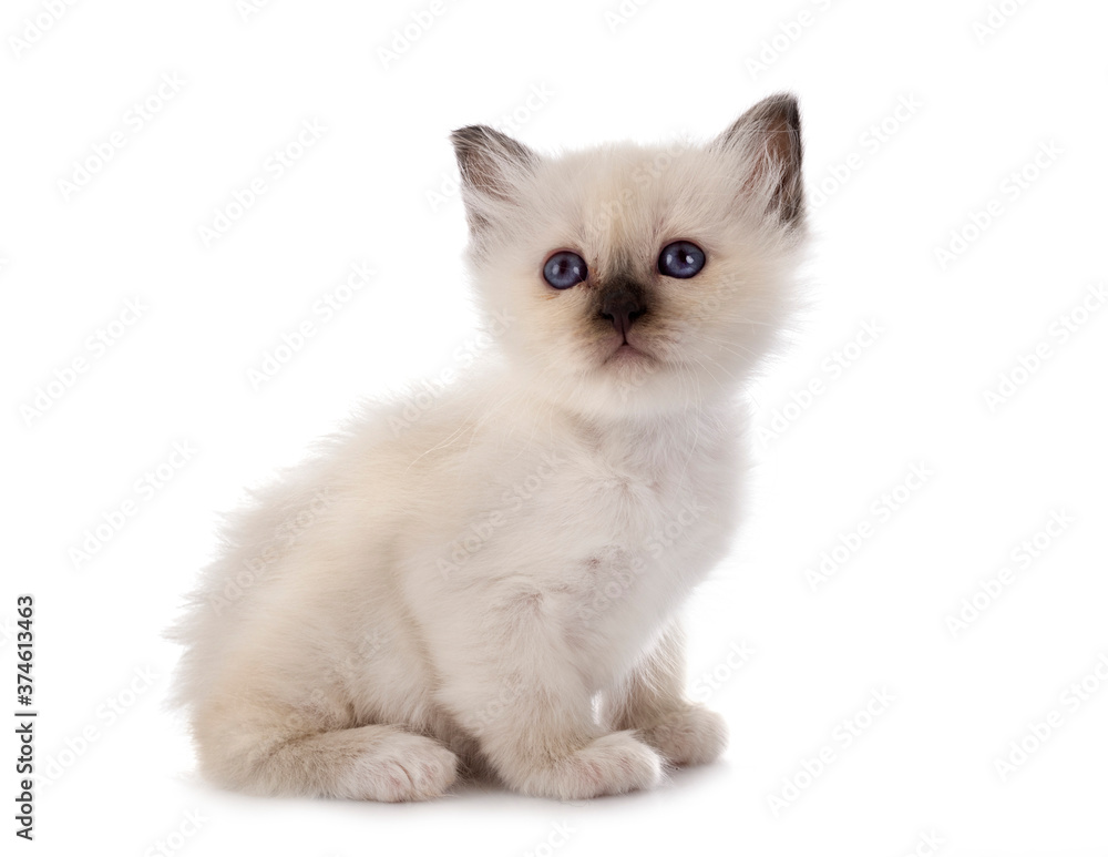 birman kitten in studio