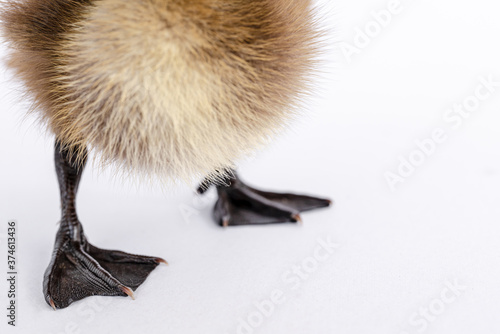 Little brown duckling on a white background, khaki Campbell. photo