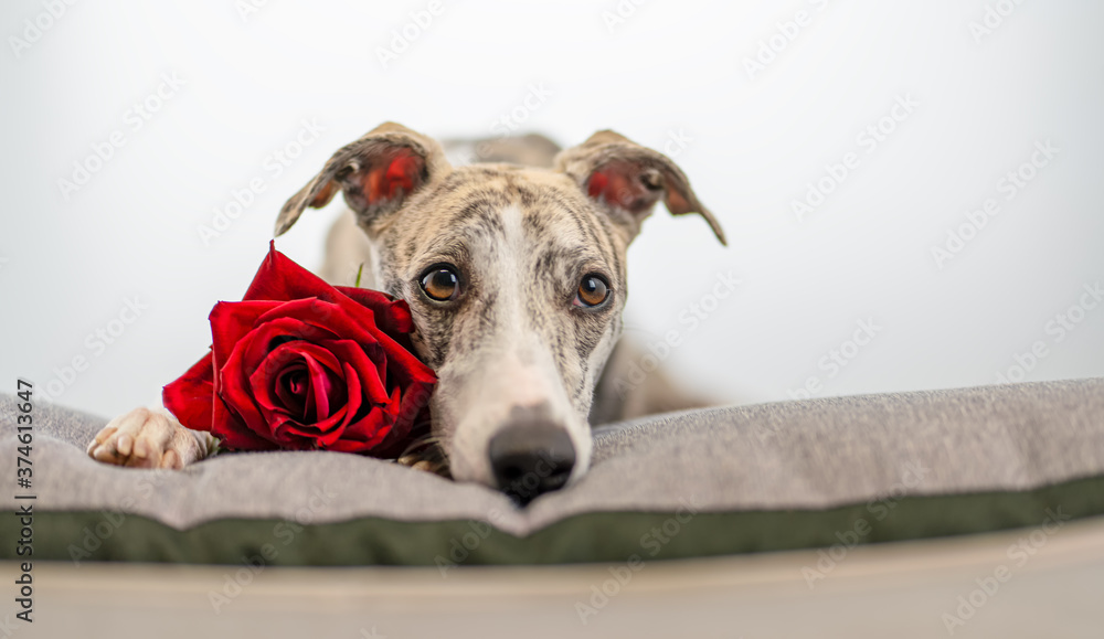 trauernder Whippet liegt neben einer roten Rose allein auf der Couch
trauernder Whippet liegt neben einer roten Rose allein auf der Couch