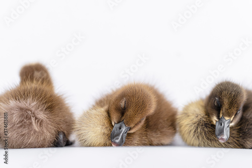 Little brown duckling on a white background, khaki Campbell. © ณัฐวุฒิ เงินสันเทียะ