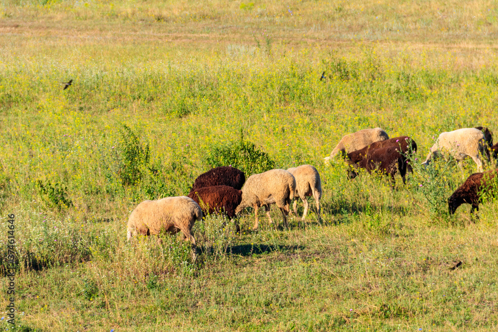 Flock of sheep grazing on a green meadow