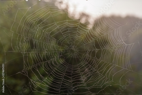 Spider web with dew drops in the early morning. Natural abstract background. Web texture with water drops. Selective focus, blurred background