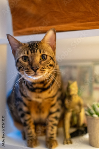 Fototapeta Naklejka Na Ścianę i Meble -  Bengal Cat Alert