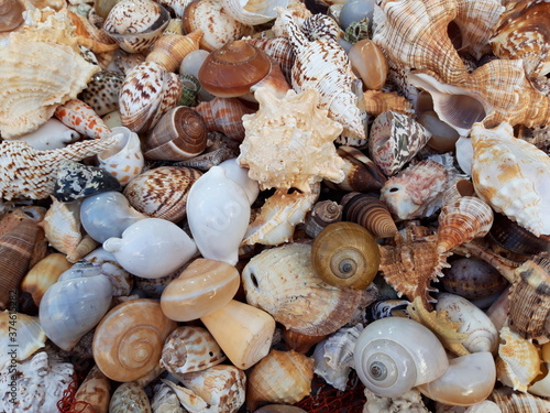 Muszle , muszelki skarby z nad morza, Italy.
