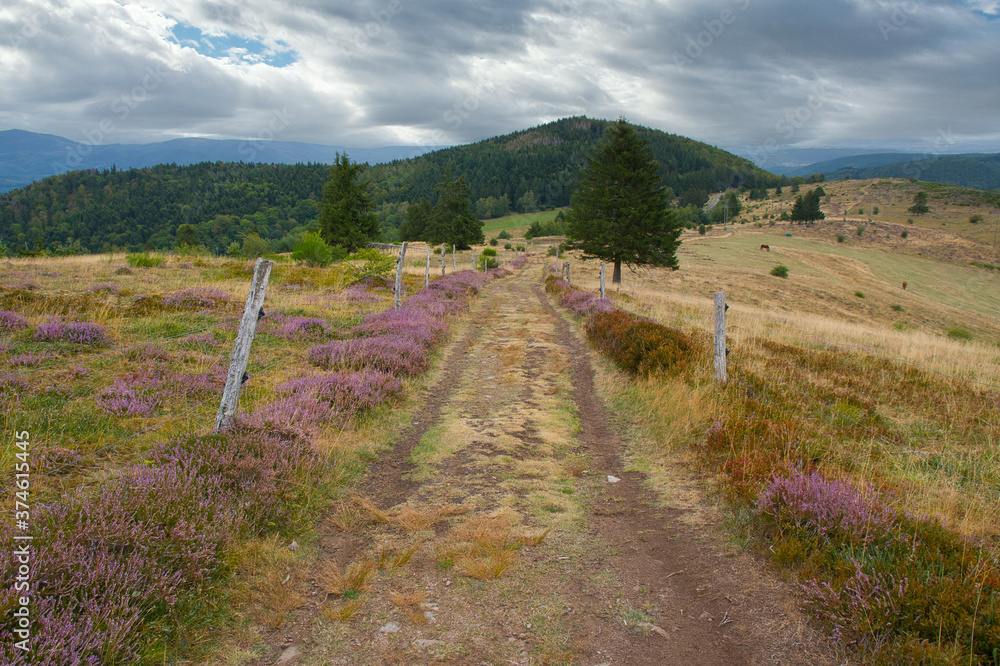 Heidelandschaft auf dem Hohbuehl oberhalb von Grendelbruch in den Vogesen Heidelandschaft auf dem Hohbuehl oberhalb von Grendelbruch in den Vogesen
