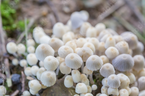 Close-up of fresh mushrooms growing outdoors after rain 