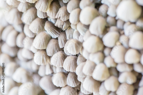 Close-up of fresh mushrooms growing outdoors after rain

